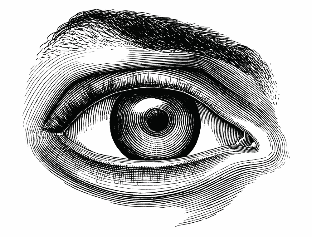 Illustrazione incisione vettoriale di un occhio utilizzata sul sito Willbe nei servizi di visual identity