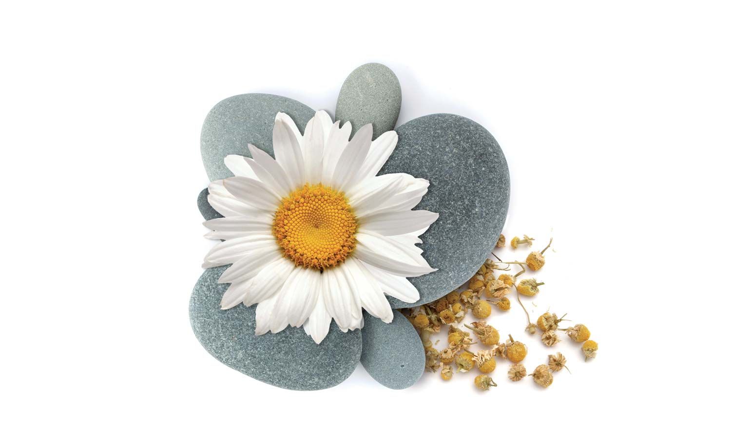 Fiori freschi e secchi di camomilla su pietre usati nel packaging design di prodotti cosmetici naturali realizzato da WillBe